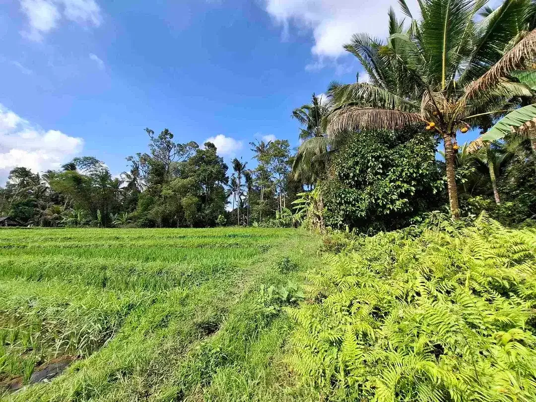 di jual tanah kebun manggis langka dan subur dengan view sawah terasering yang menggelingi lahan - Image 2 of 10