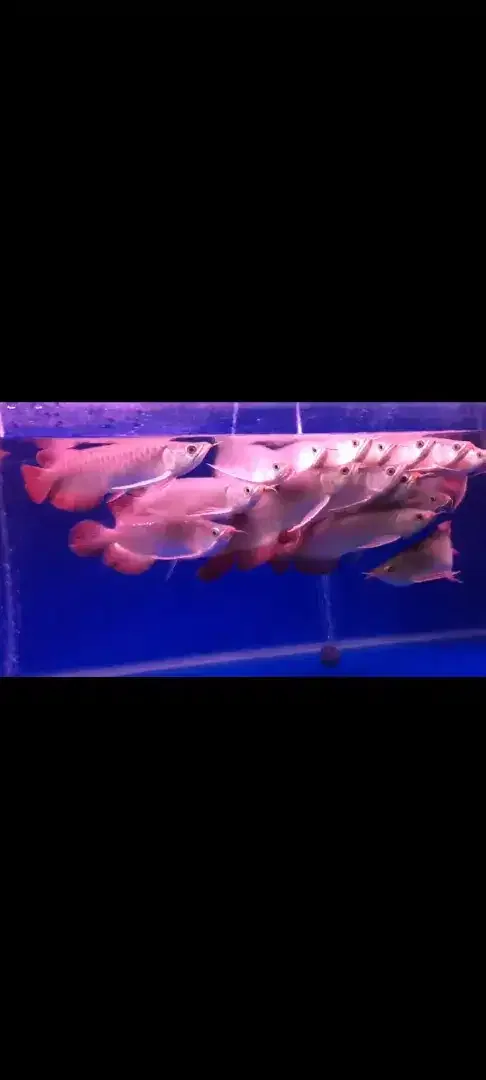 Arwana / Arowana Super Red Kalimantan 28-30CM - Image 2 of 5