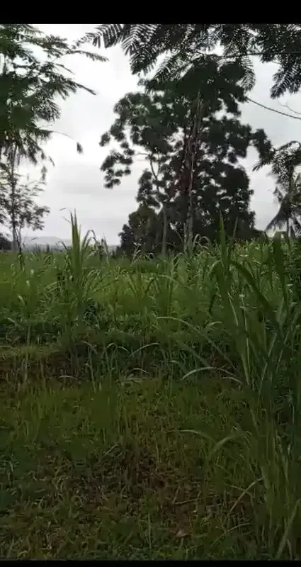 Land 1,2ha for Sale above Telaga Waja River Karangasem Bali - Image 8 of 10
