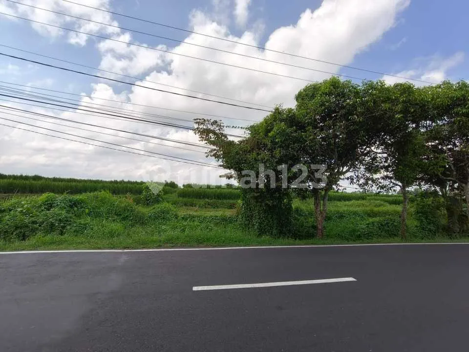 Tanah Pinggir Jalan Utama View Sawah & Pohon Kelapa di Blahkiuh - Image 4 of 4