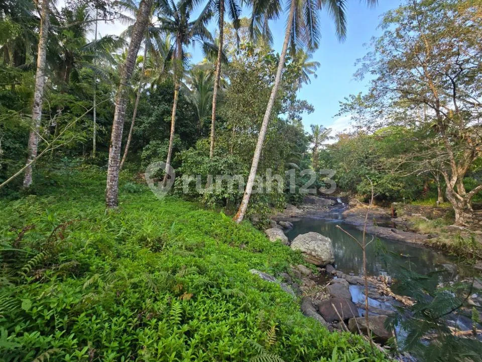 Murah Tanah Los Sunga Hook Kebun Manggis Durian di Bali - Image 1 of 4