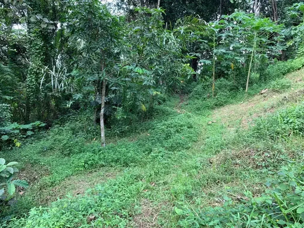 TANAH LOS SUNGAI COCOK UNTUK VILLA LOKASI BUWIT TABANAN - Image 9 of 10