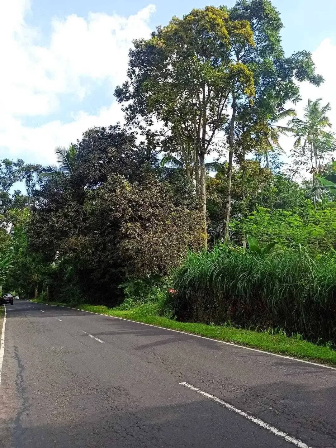 DIJUAL TANAH MURAH DI UBUD GIANYAR - Image 4 of 8