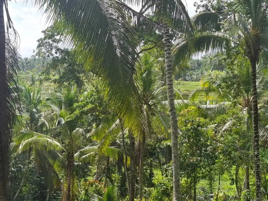 Dijual tanah kebun view sawah yang sangat exotik di tabanan bali - Image 2 of 9