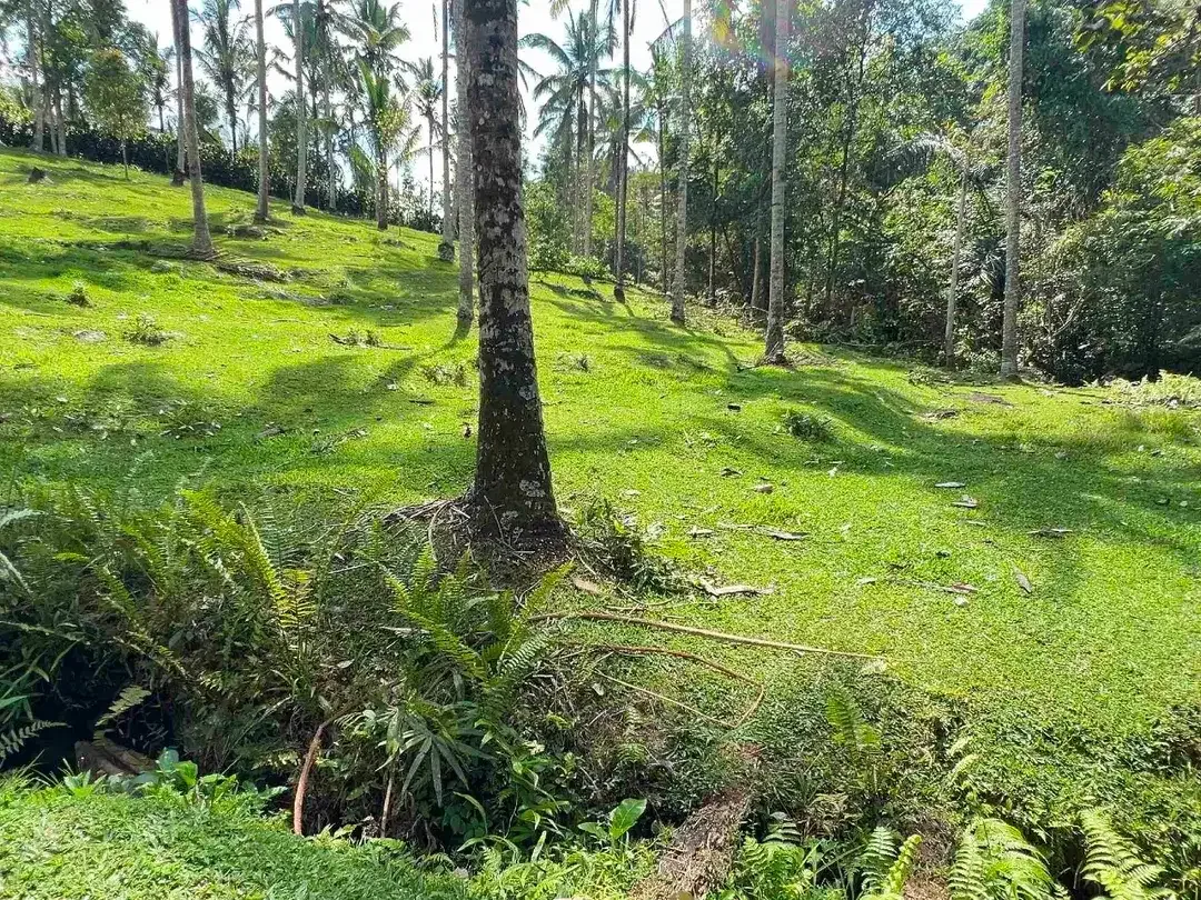 jual tanah Los sungai cantik di kawasan villa di desa manikyang tabanan bali. - Image 10 of 10