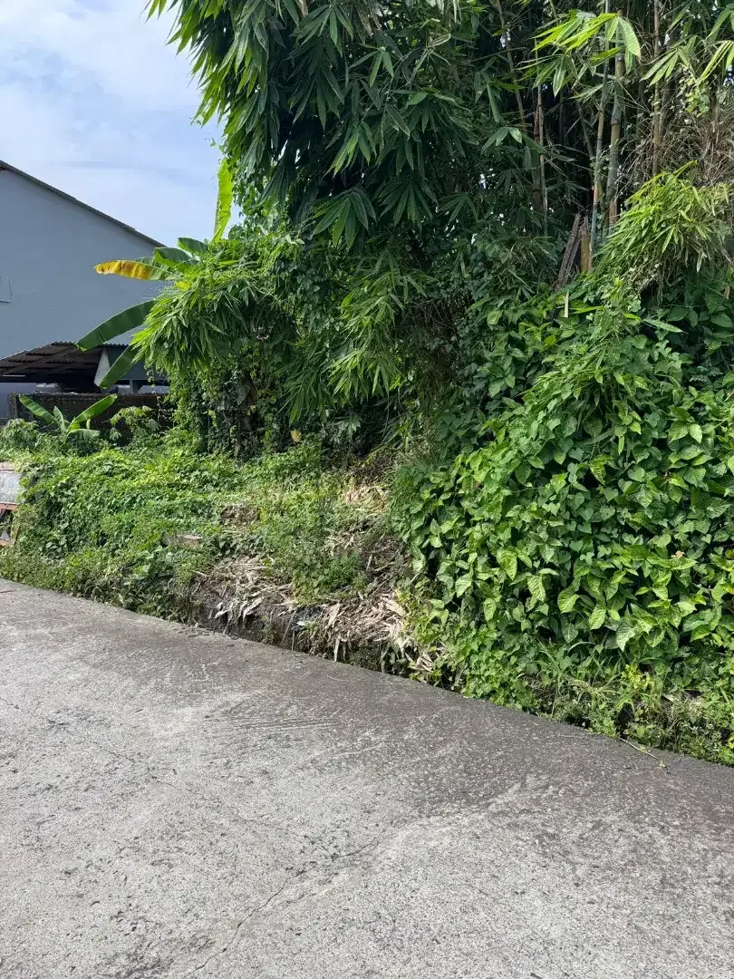35mnit to Canggu BUC 300m2 - Image 2 of 5