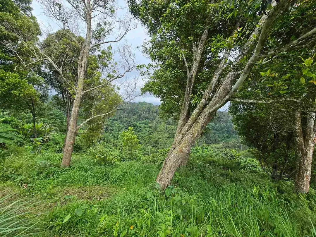 Dijual tanah view sawah. gunung .lembah dan los sungai di tabanan bali - Image 9 of 10
