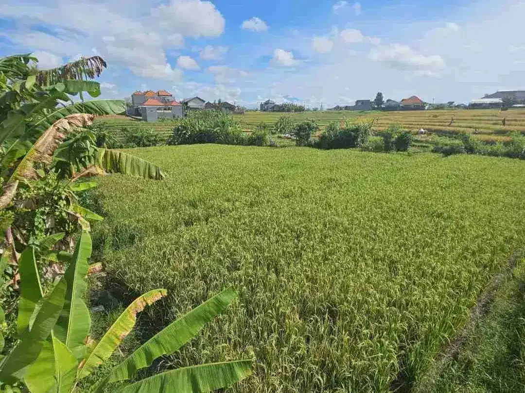 Tanah tumbak bayuh Canggu bali - Image 6 of 6
