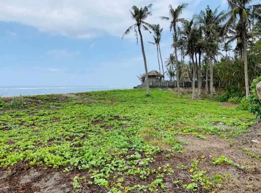 BEACHFRONT LAND WITH STRATEGIC LOCATION AT CANGGU CEMAGI - Image 5 of 9
