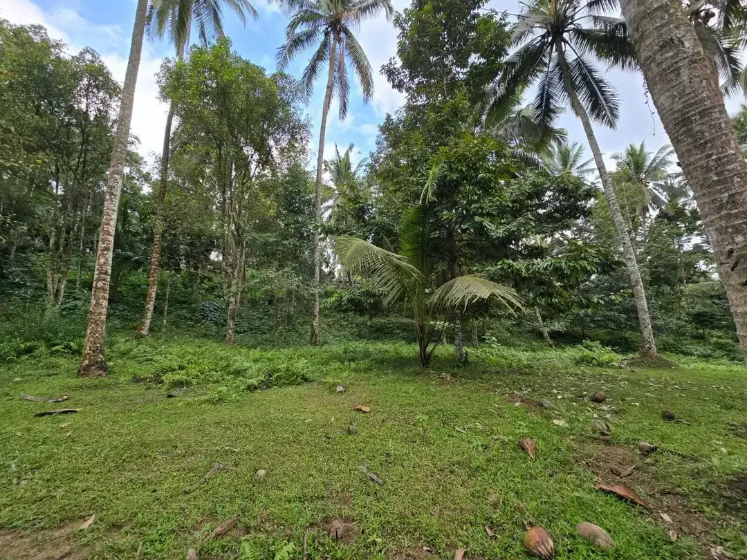 Dijual tanah dengan  sungai view sawah terasering bali - Image 3 of 10
