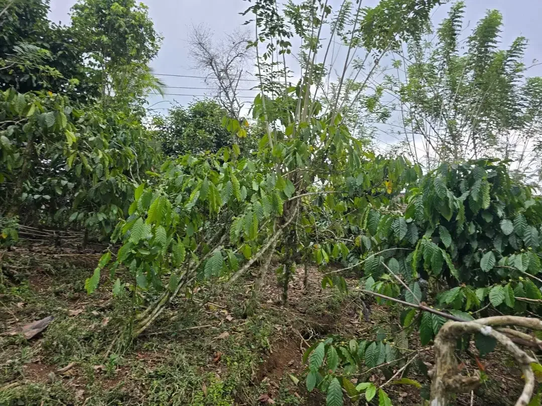 Dijual tanah kebun kopi produktif dengan view lembah di bali - Image 10 of 10