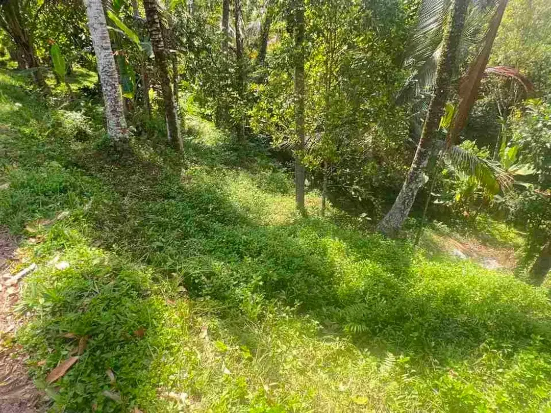 jual tanah kebun luas kecil los sungai di selemadeg tabanan bali. - Image 1 of 8