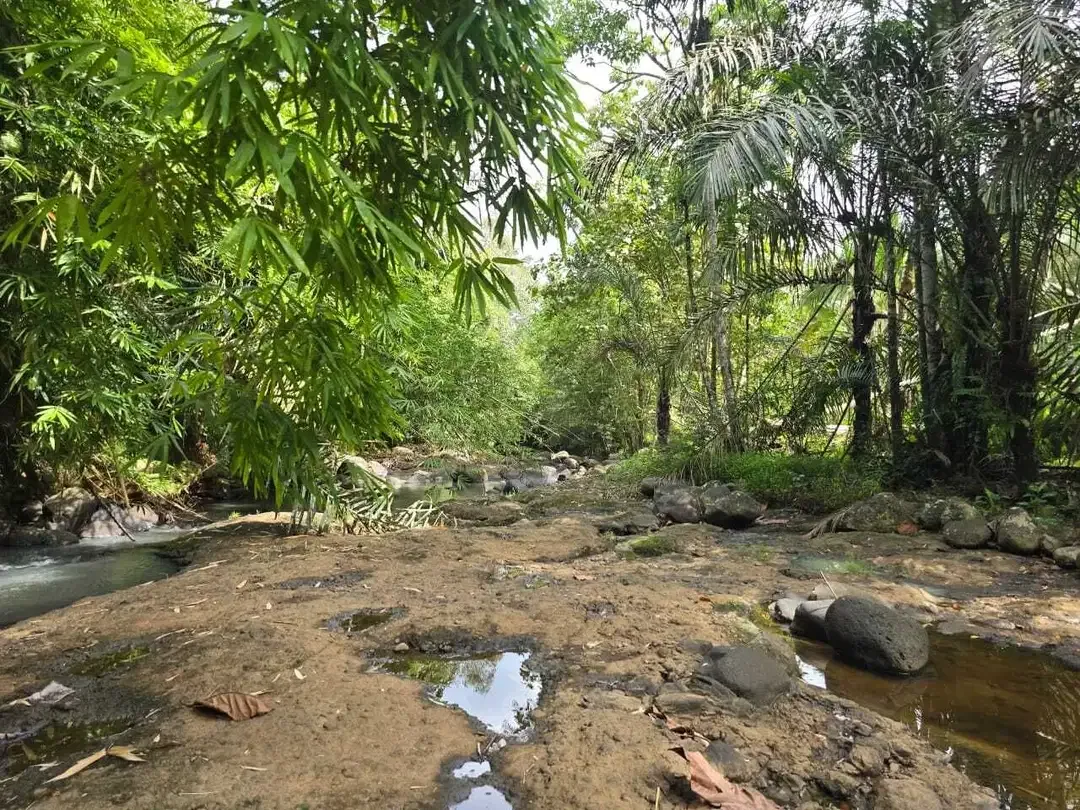 Dijual tanah los sungai besar berbatu - Image 7 of 9