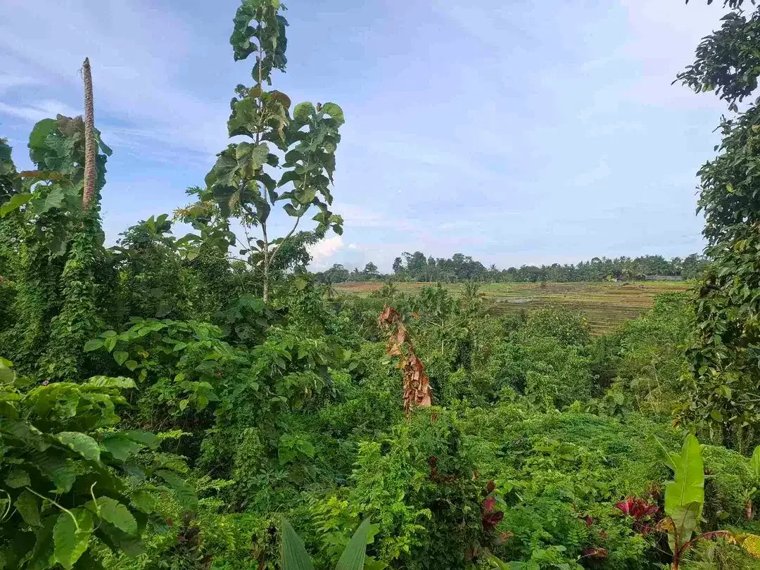 tanah kebun view gunung, view sawah dan los sungai kecil - Image 3 of 8