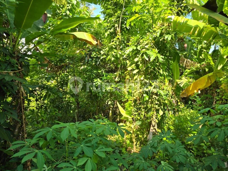 Tanah Kecil Murah View Cantik Sawah dan Laut di Tabanan - Image 4 of 4
