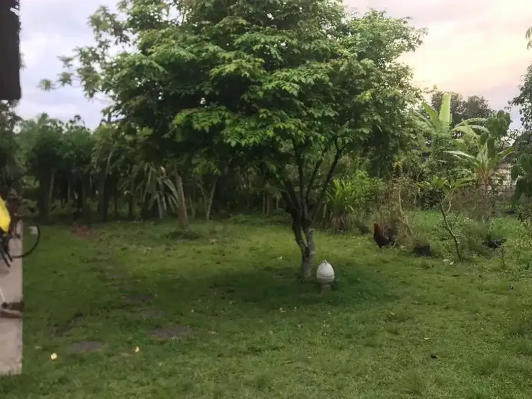 RARE 2,450 Sqm Freehold Land for Sale With Views Of Rice Field - Image 3 of 7
