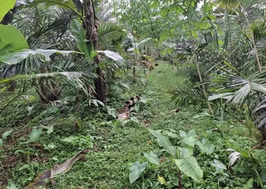 Kebun salak yang berada di kaki gunung watukau tabanan - Image 2 of 9