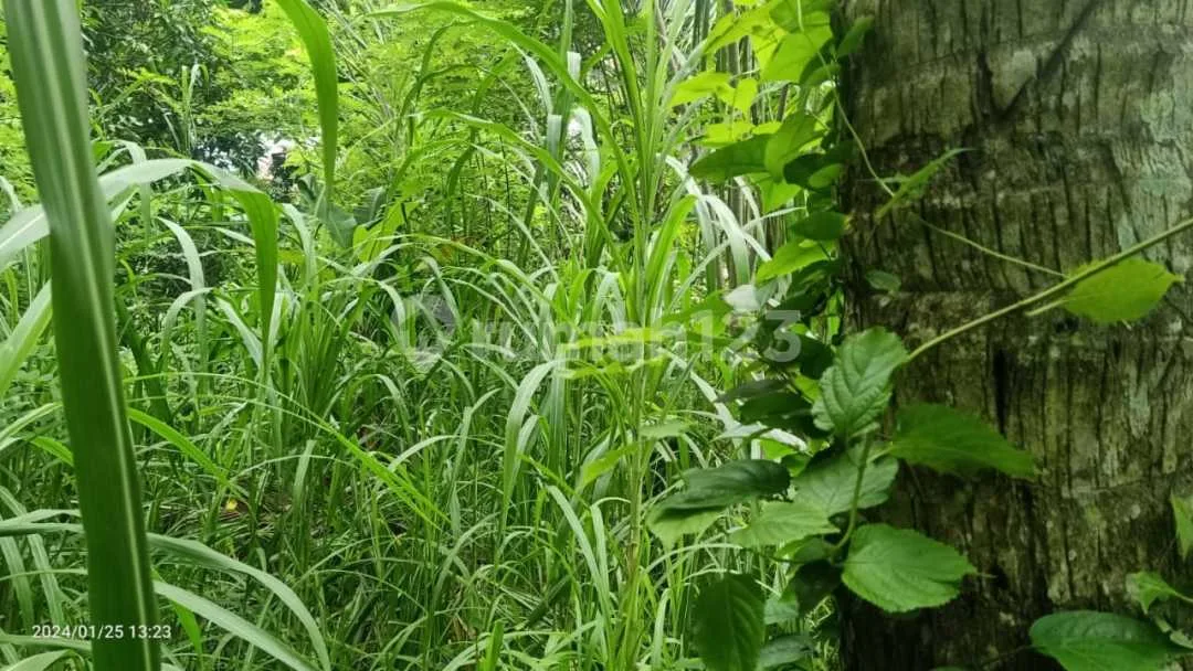 For Sale 6 Are Land Close To Tirtagangga - Image 4 of 4