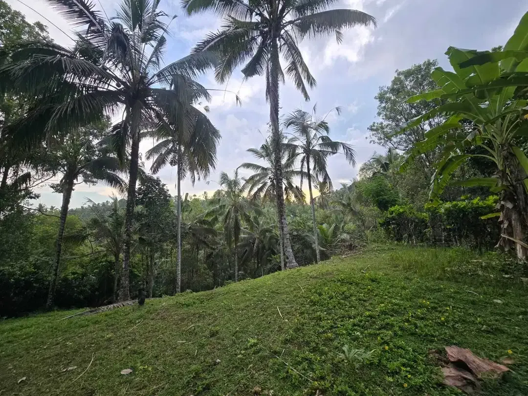 Dijual tanah kebun subur dengan view jugle dan los sungai kecil - Image 3 of 10