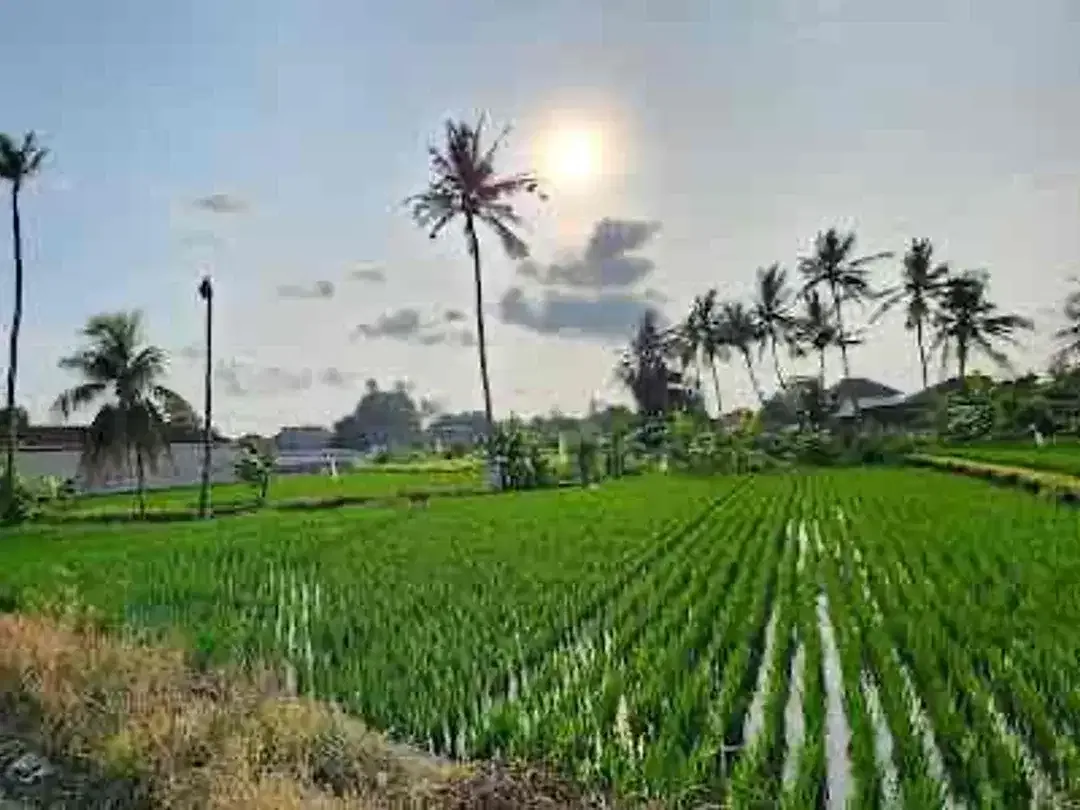 Dijual Rumah Indent Di Daerah Siulan Denpasar - Image 9 of 10