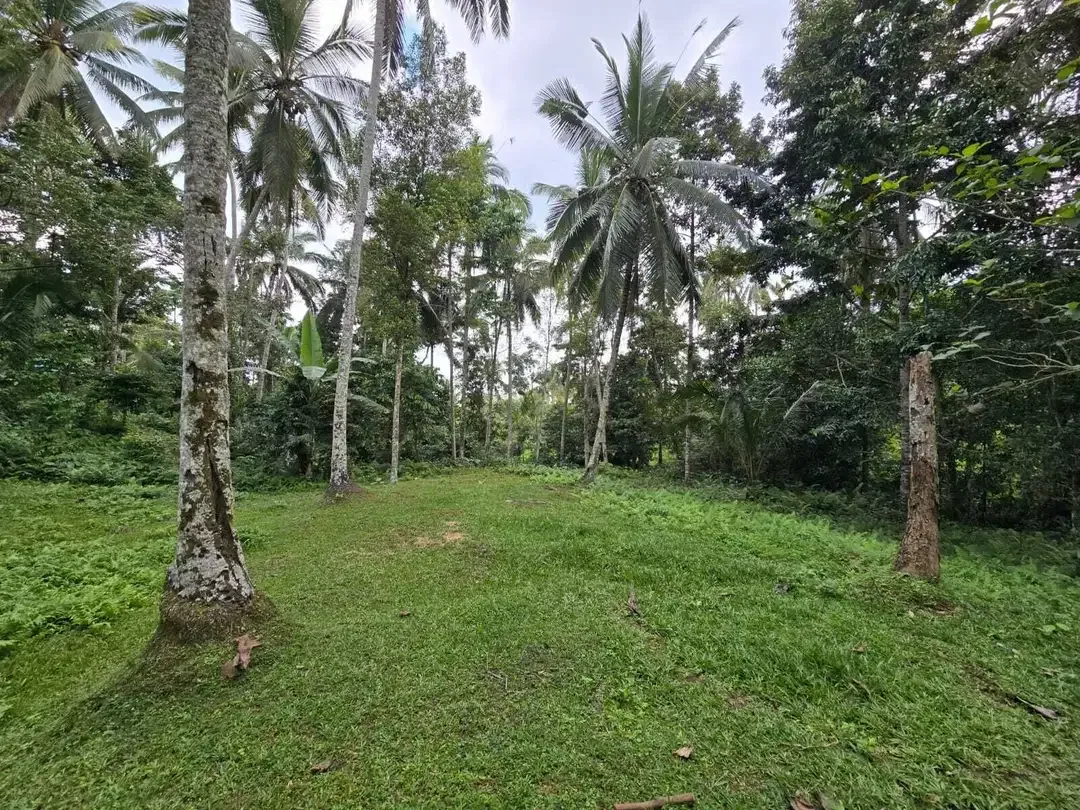Dijual tanah dengan  sungai view sawah terasering bali - Image 7 of 10