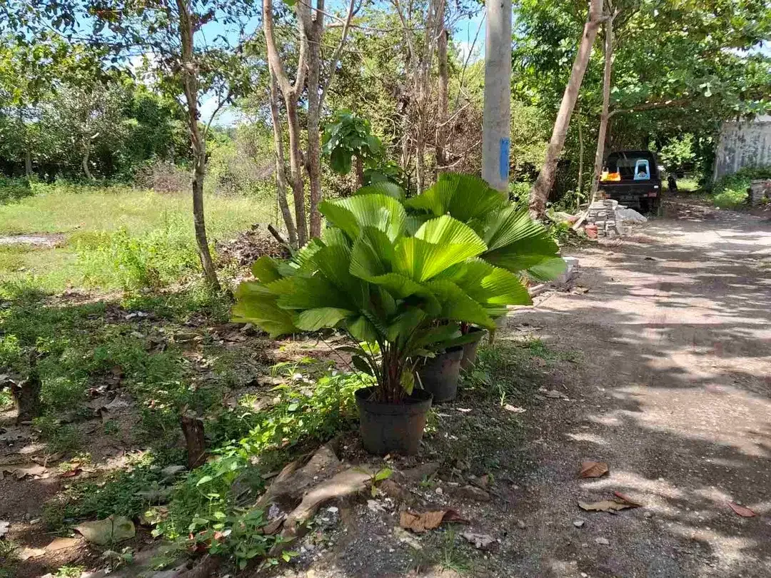Cari Tanah di Bali? Pilih yang Murmer di Kutuh, Area Favorit Expat! - Image 3 of 6