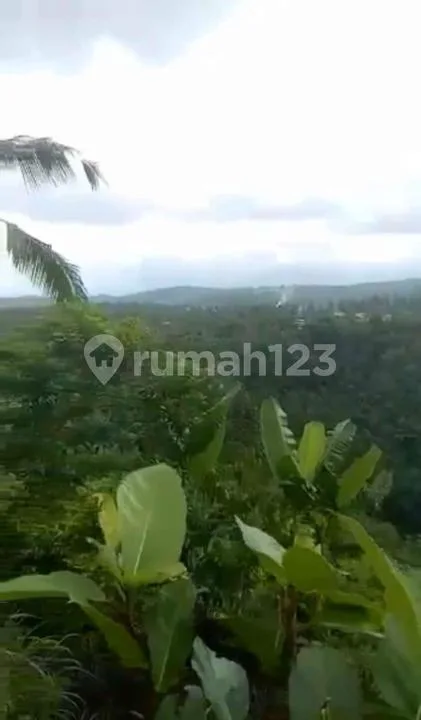 Tanah 2200M Payangan Ubud Dekat Resort Zona Kuning - Image 2 of 4