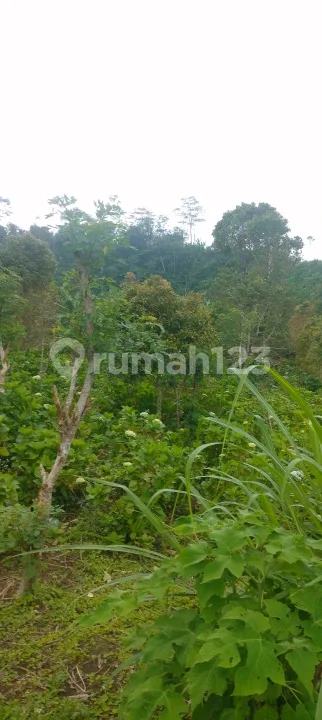 5 Ha Bagus Untuk Perkebunan Di Asah Gobleg - Image 2 of 4