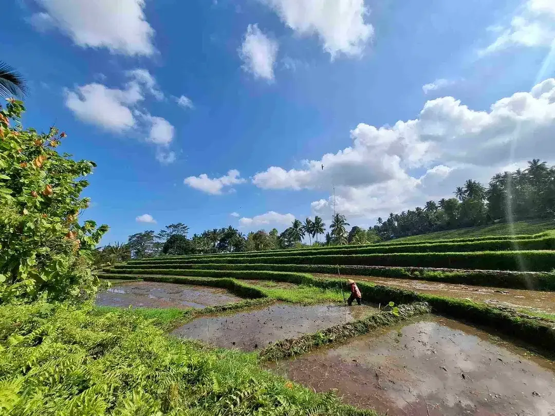 di jual tanah kebun manggis langka dan subur dengan view sawah terasering yang menggelingi lahan - Image 3 of 10