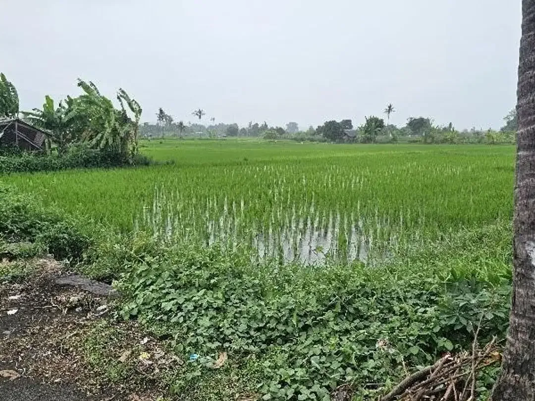 Land for sale beach front at north Bali - Image 4 of 10