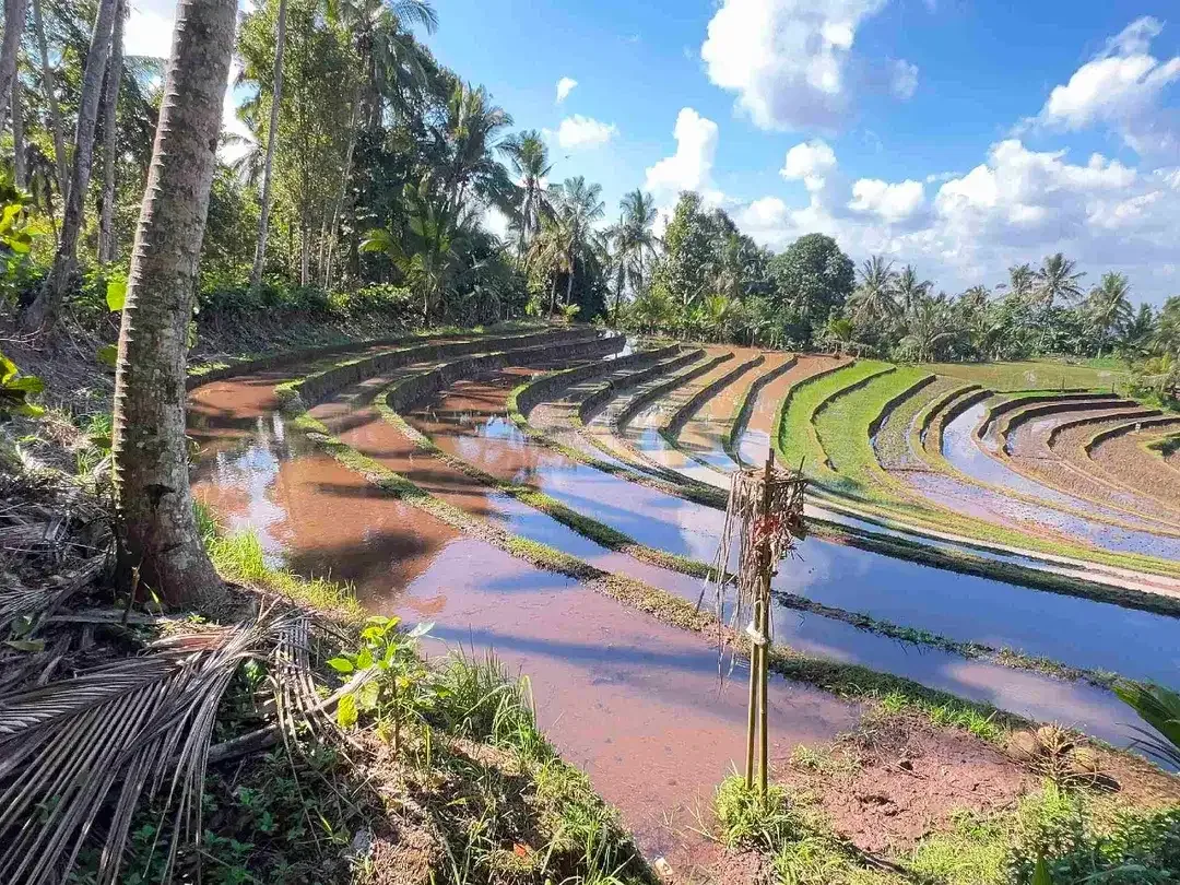 jual tanah kebun view sawah dan lembah indah di selemadeg timur tabanan bali. - Image 2 of 10