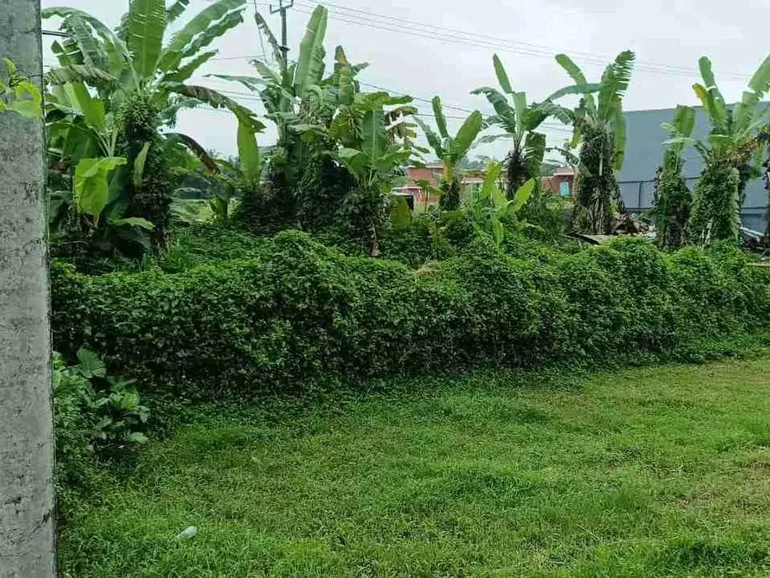 Tanah Pinggir Jalan Raya Sebali Ubud Full View Sawah - Image 5 of 10