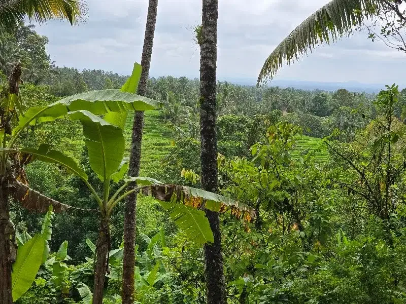 DIJUAL TANAH KEBUN  view sawah terasering di penebel tabanan bali - Image 1 of 9