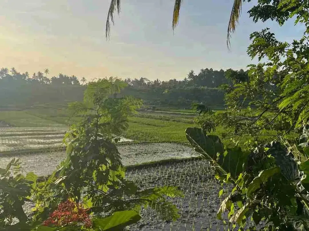jual tanah pinggir jalan utama view sawah dekat kota tabanan bali - Image 2 of 10