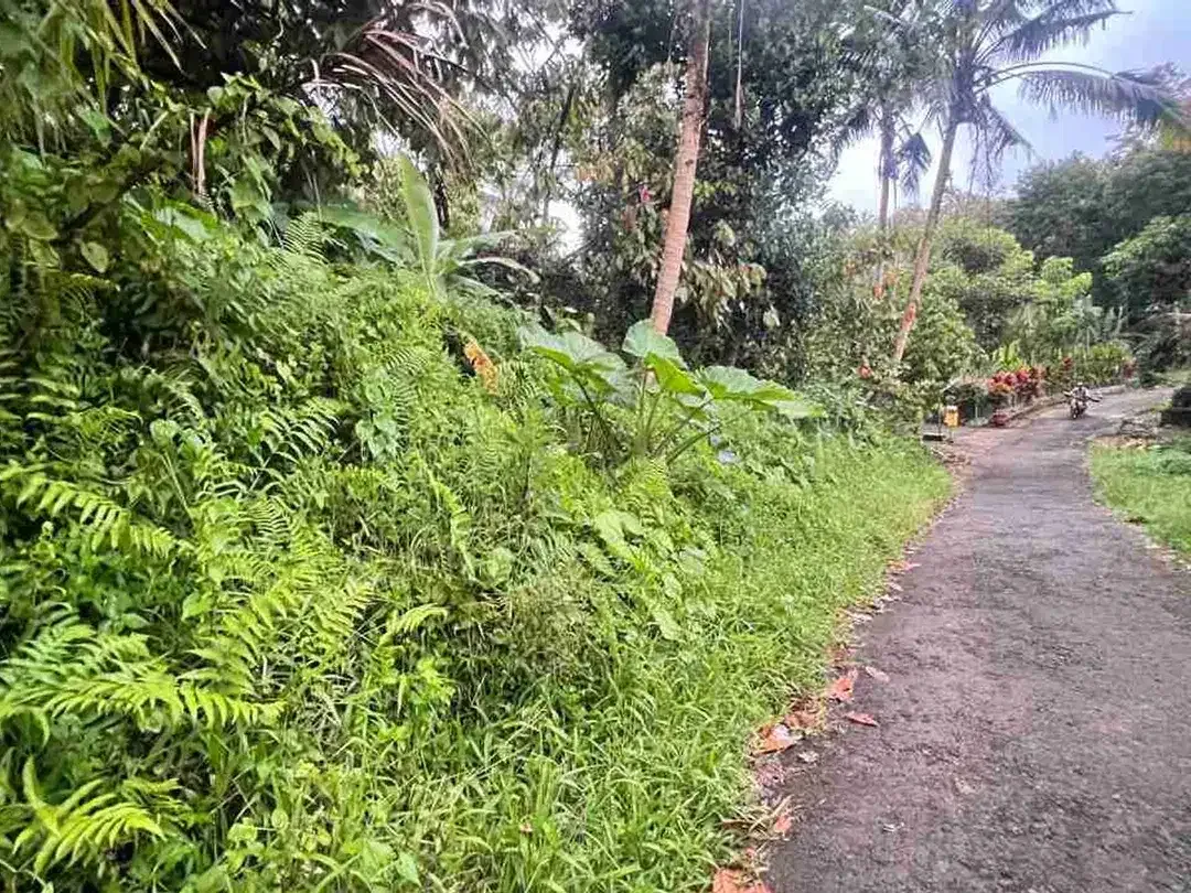 jual tanah luasan kecil view sawah area pemukiman di wanagiri selemadeg tabanan bali. - Image 4 of 10