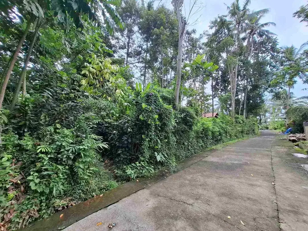 tanah luasan kecil kontur datar depan villa pribadi di penebel tabanan - Image 6 of 7