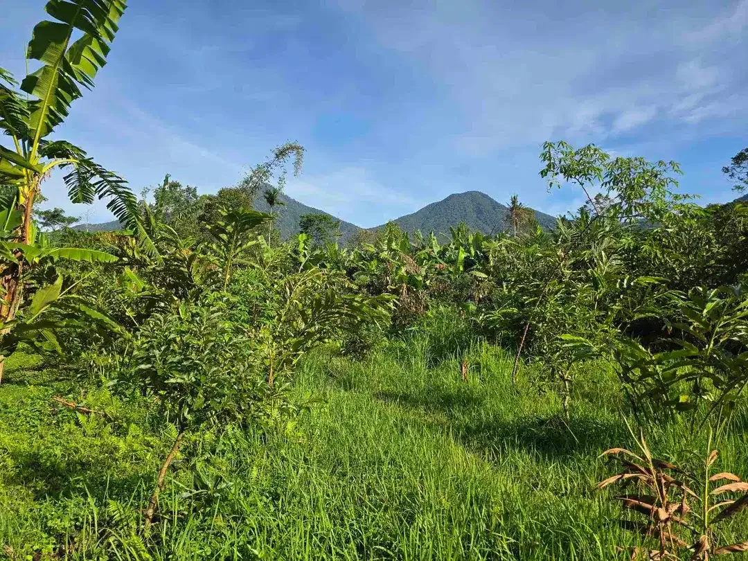 Dijual tanah murah view gunung cantik di tabanan bali - Image 10 of 10