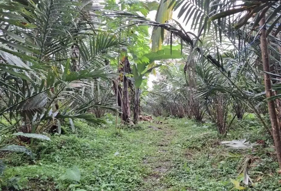 Kebun salak yang berada di kaki gunung watukau tabanan - Image 7 of 9