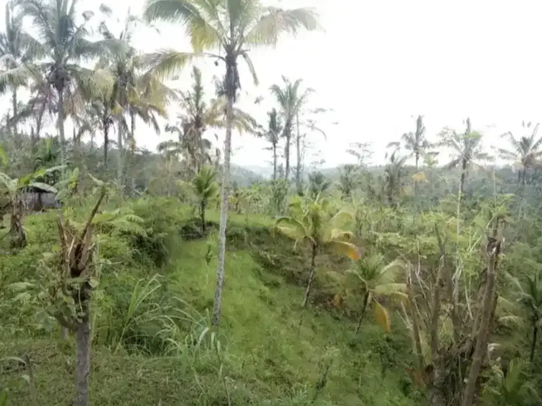 TANAH KOSONG DI BUAHAN KAJA PAYANGAN GIANYAR BALI - Image 7 of 10
