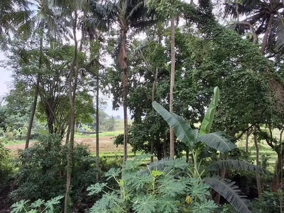 Tanah 28,75 Are View Sawah Dijual, di Tanah Lot Tabanan Area - Image 3 of 6