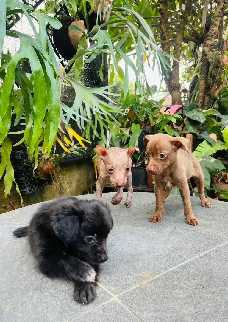 Xoloitzcuintle / Mexican Xolo - Image 2 of 8