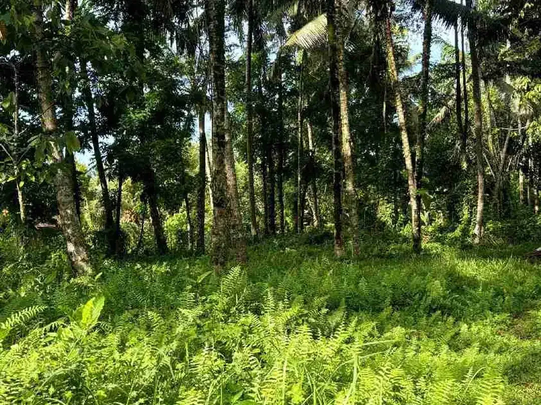 Tanah View Jungle & Sawah Dekat Ubud Lingkungan Tenang dan bagus - Image 2 of 10
