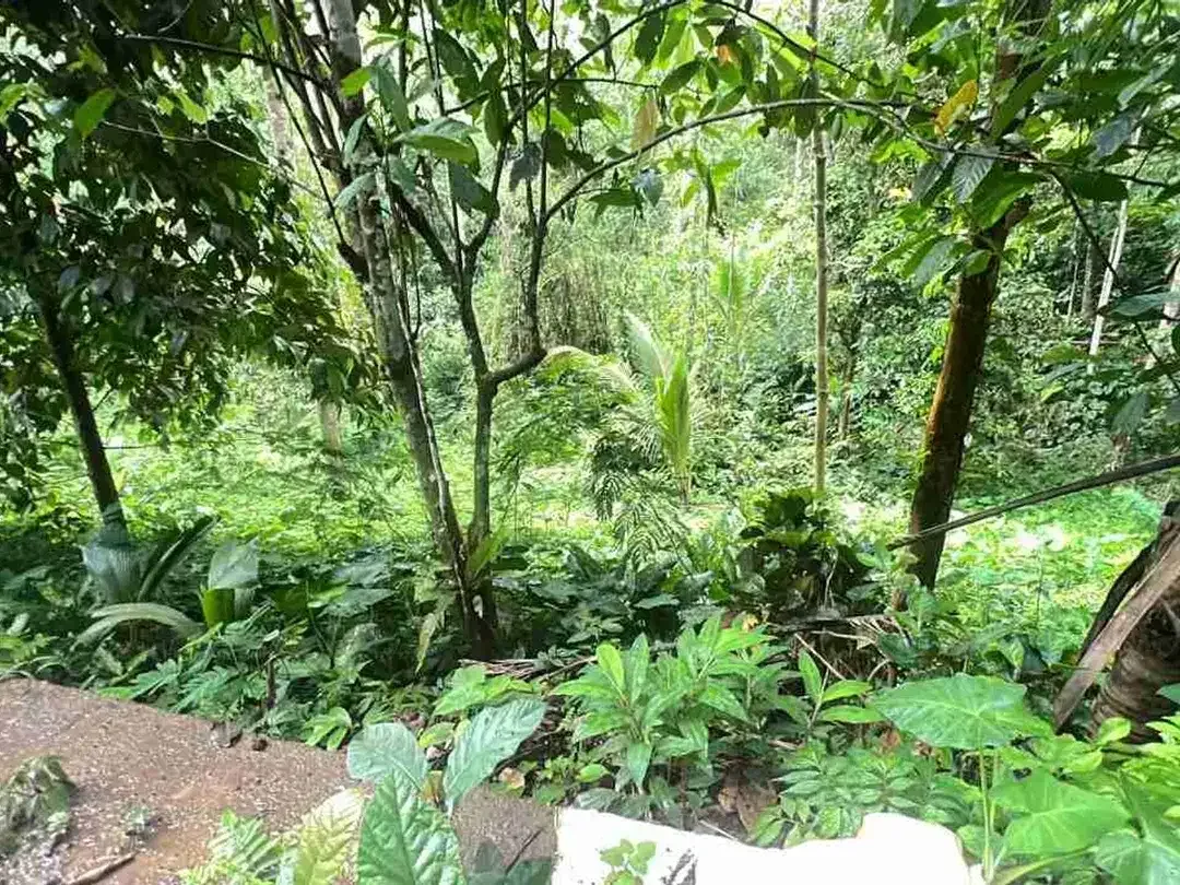 jual tanah kebun Los sungai besar, dengan aneka buah lokal di manikyang selemadeg tabanan bali. - Image 7 of 10