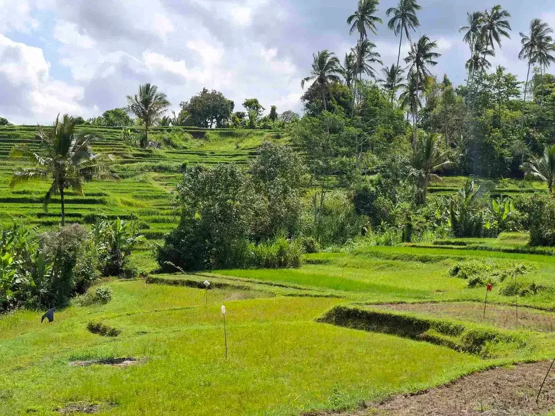 tanah kebun strategis dekat fasilatas umum dan tempat wisata mendapatkan view sawah terasering - Image 1 of 10