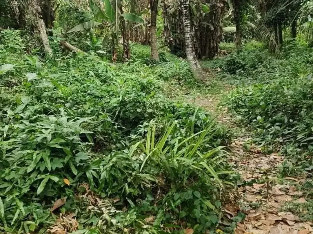 Land for sale in Kaba Kaba, Bali - Image 8 of 8