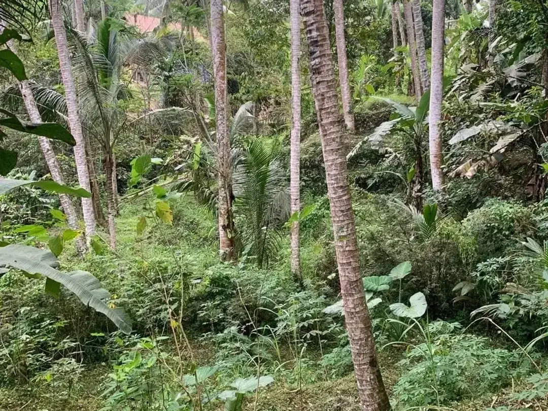 Land for sale in Ubud, Bali - Image 4 of 5