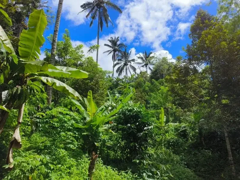 tanah kebun durian murah ditabanan bali - Image 10 of 10
