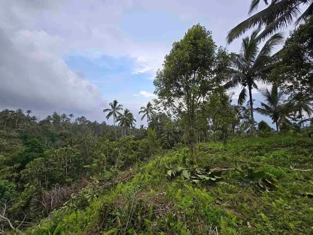 Dijual tanah kosong murah di tabanan bali - Image 5 of 10