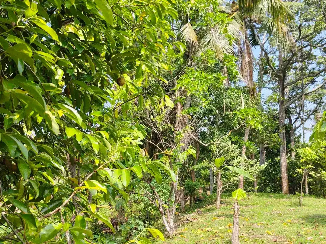 jual kebun manggis luas kecil, 100 meter dari jalan utama antar propinsi denpasar gilimanuk. - Image 9 of 10