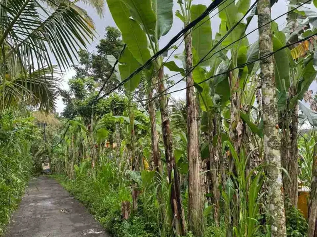 Tanah Luas View Gunung Agung di Kerta Payangan Ubud - Image 3 of 10